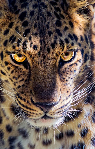 close-up of a leopard’s face